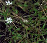 Image of Stellaria crassifolia