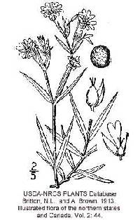 Image of Stellaria holostea