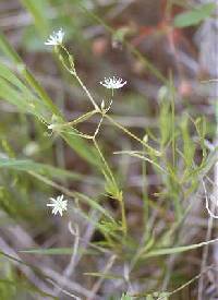 Stellaria longifolia image