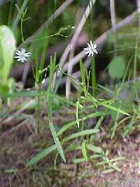 Image of Stellaria longifolia