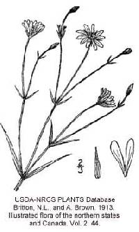 Image of Stellaria palustris