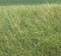 Hesperostipa spartea image