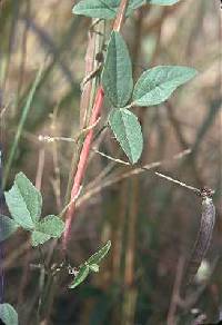 Image of Strophostyles leiosperma