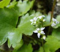 Image of Sullivantia
