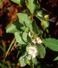 Symphoricarpos albus image