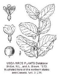 Image of Symphoricarpos albus var. albus