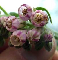 Symphytum officinale image