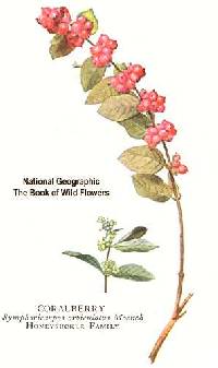 Symphoricarpos orbiculatus image