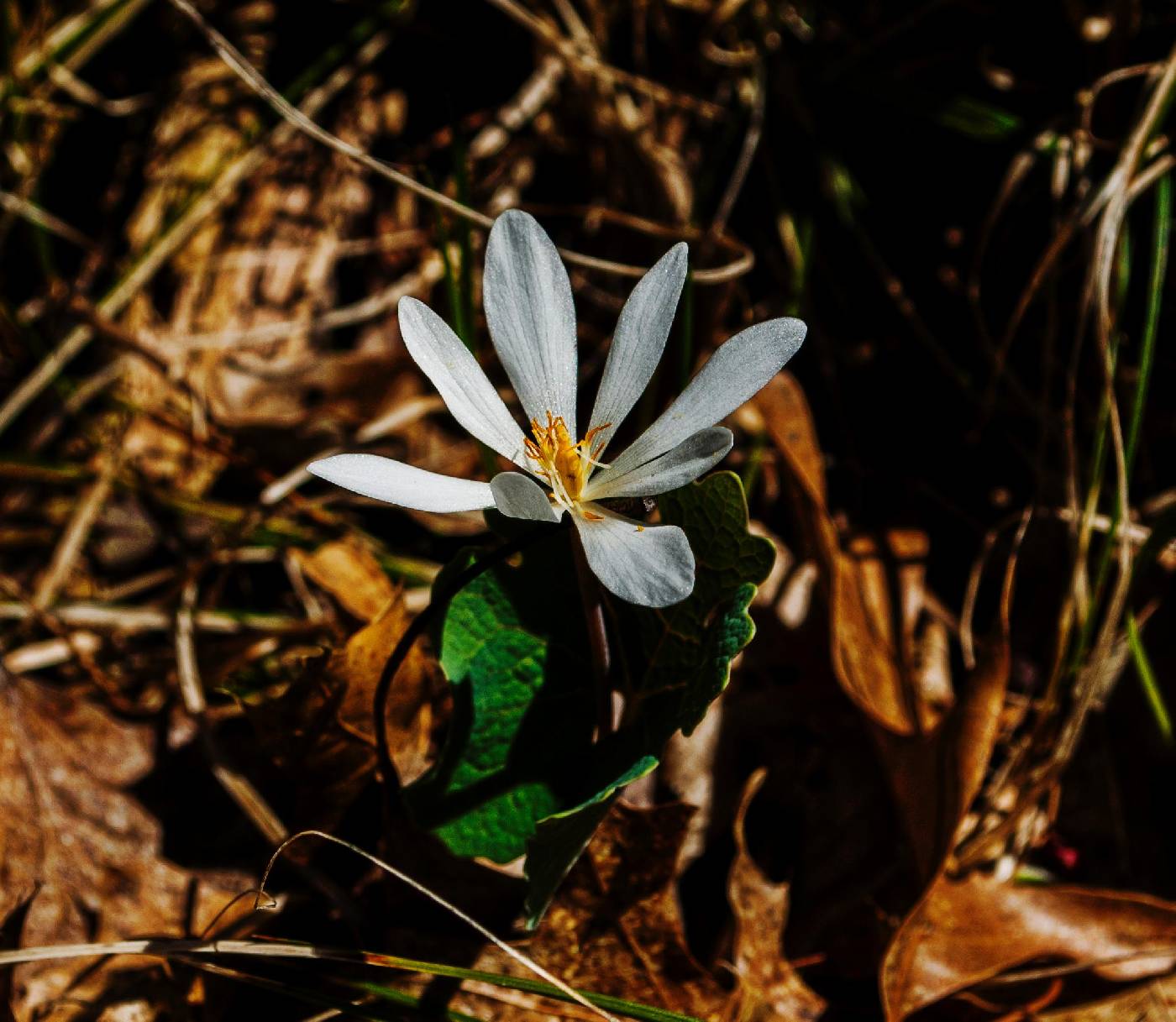 Sanguinaria canadensis image