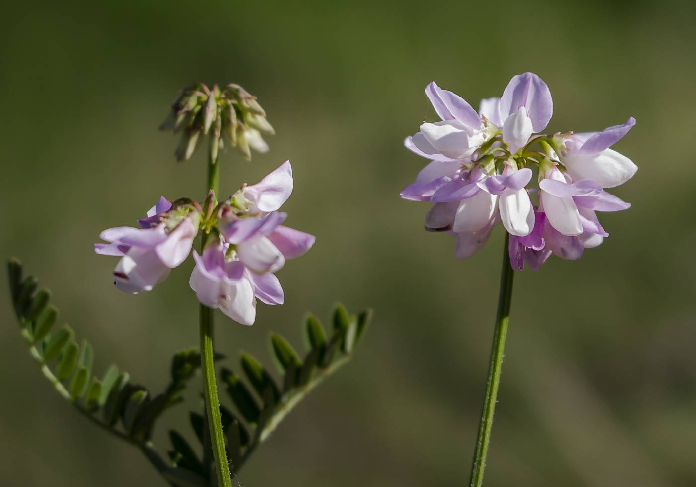 Securigera varia image
