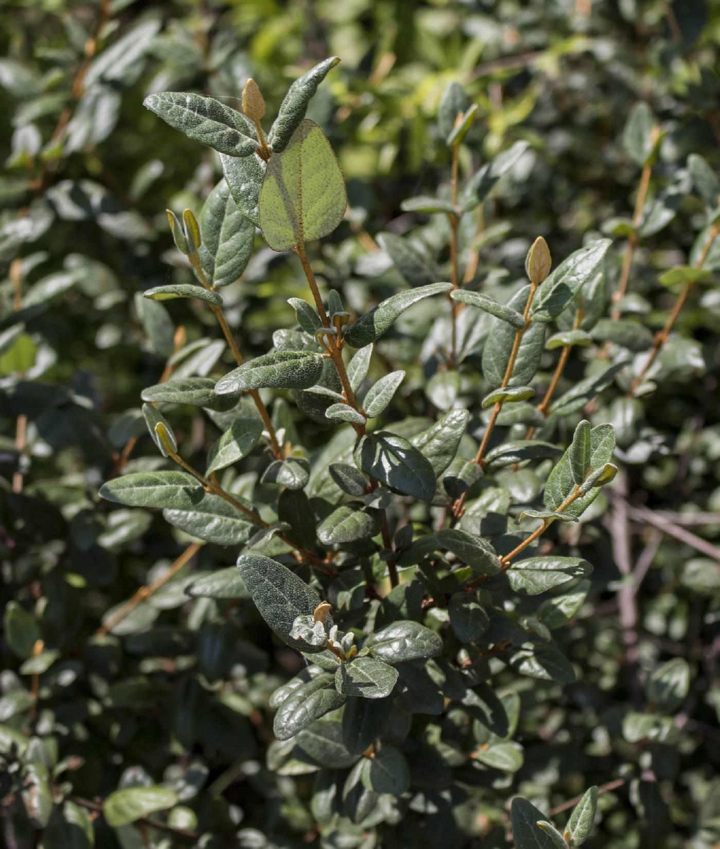 Shepherdia canadensis image