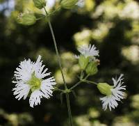 Image of Silene stellata