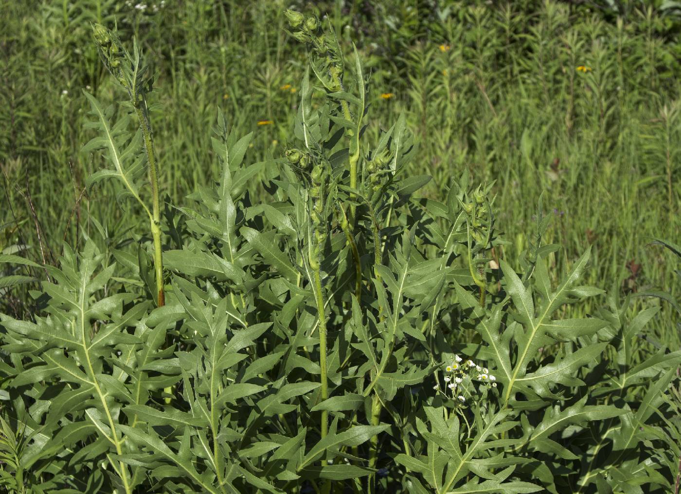 Silphium laciniatum image