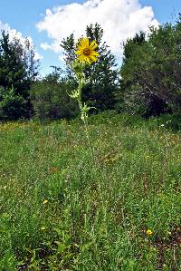 Image of Silphium laciniatum