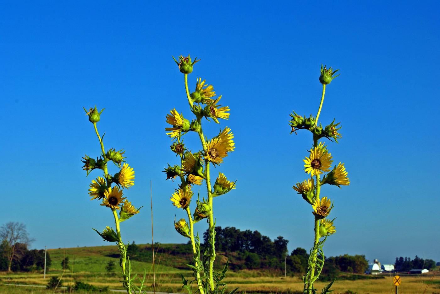 Silphium laciniatum image