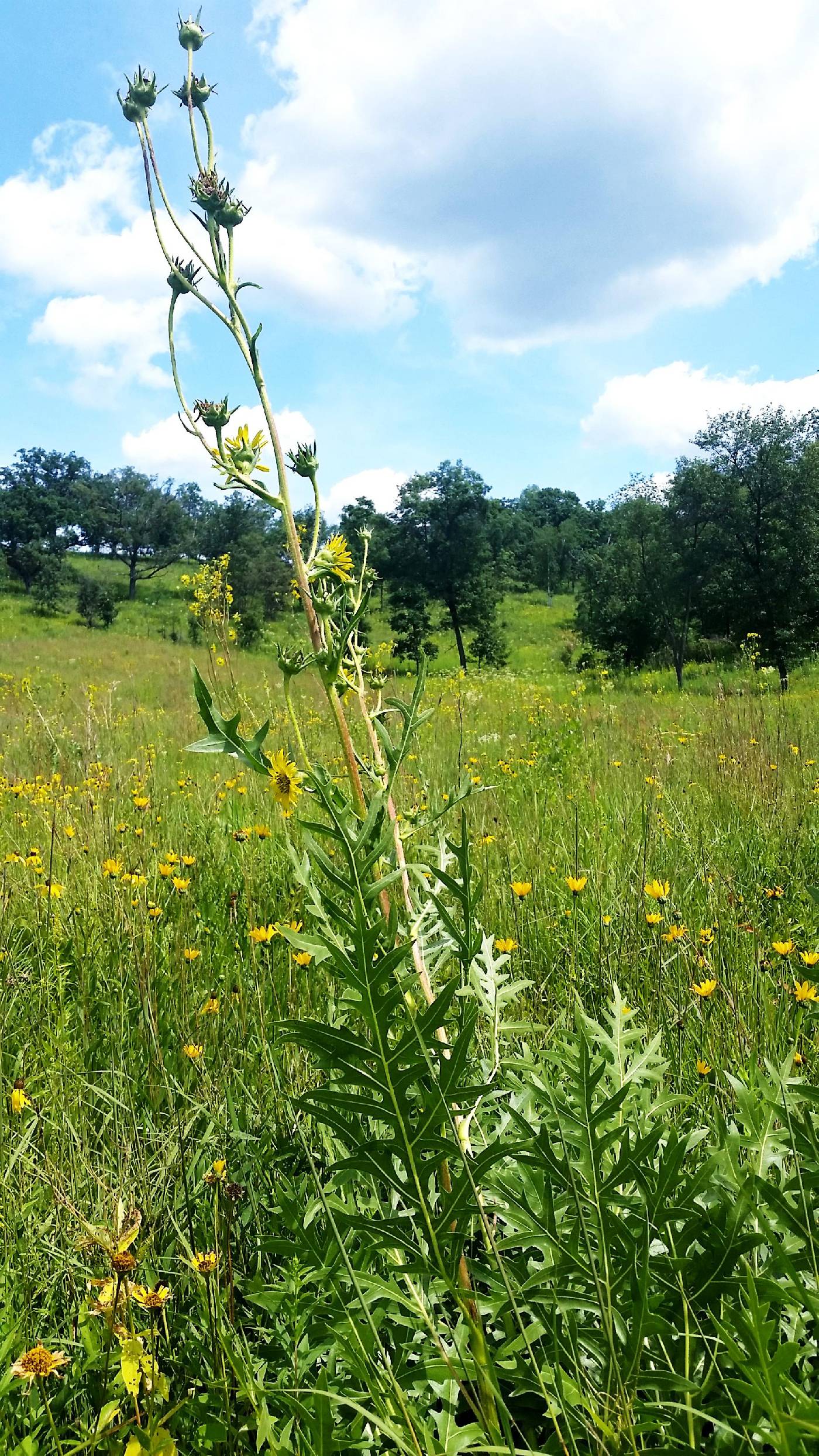 Silphium laciniatum image