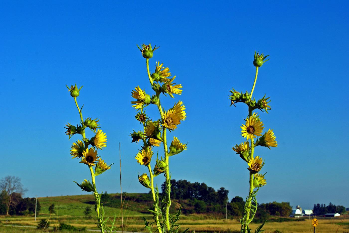 Silphium laciniatum image