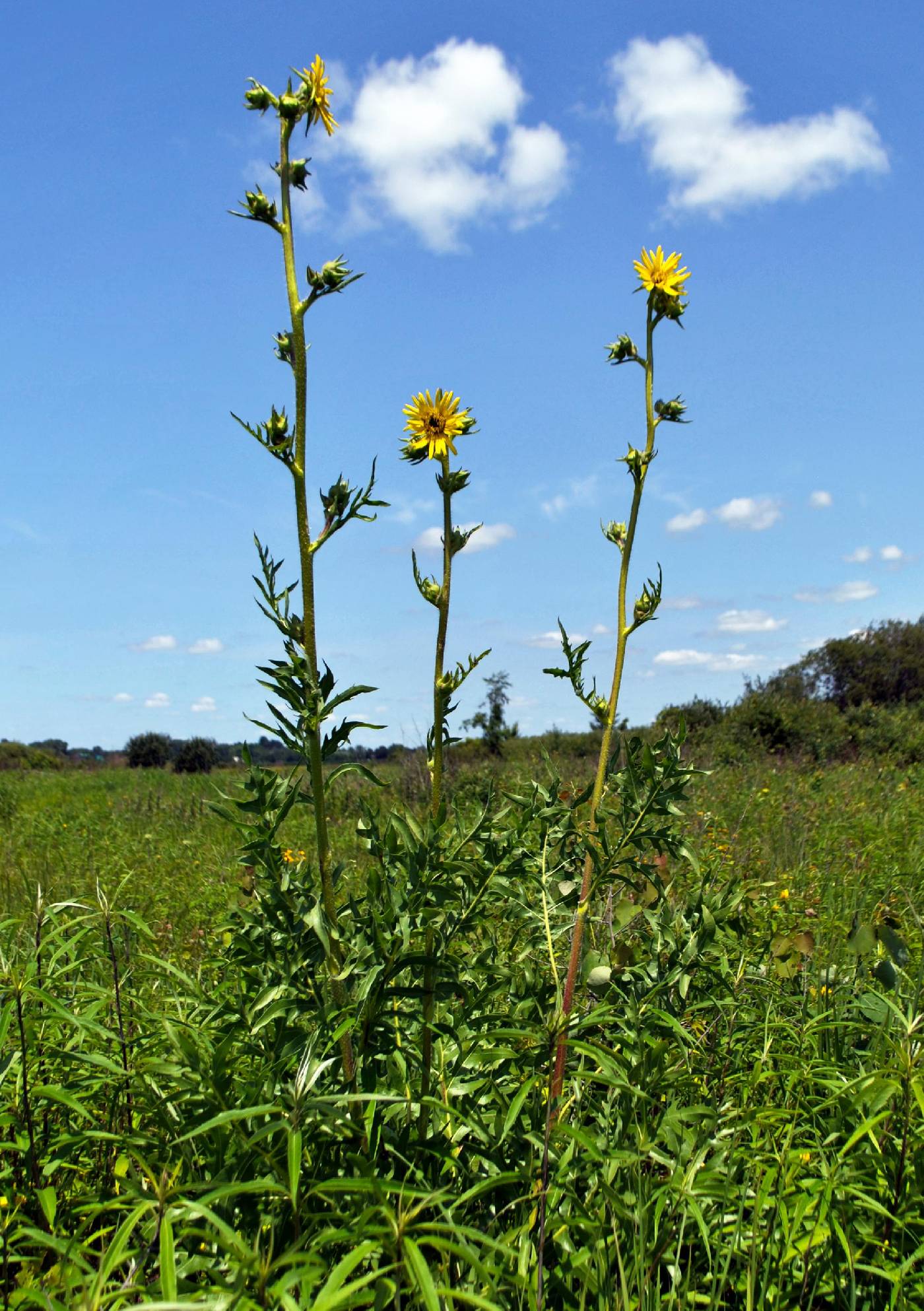 Silphium laciniatum image