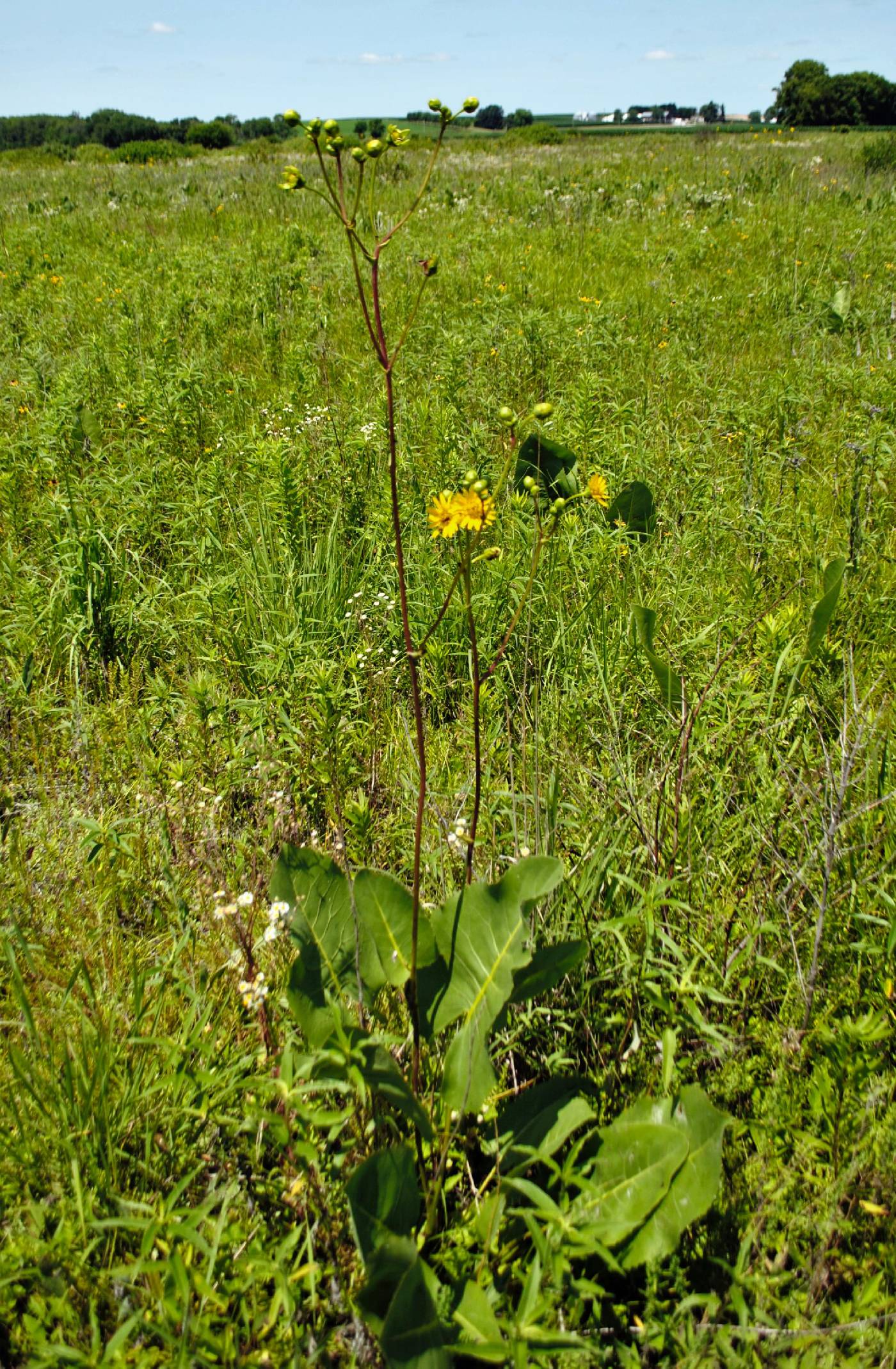 Silphium terebinthinaceum image