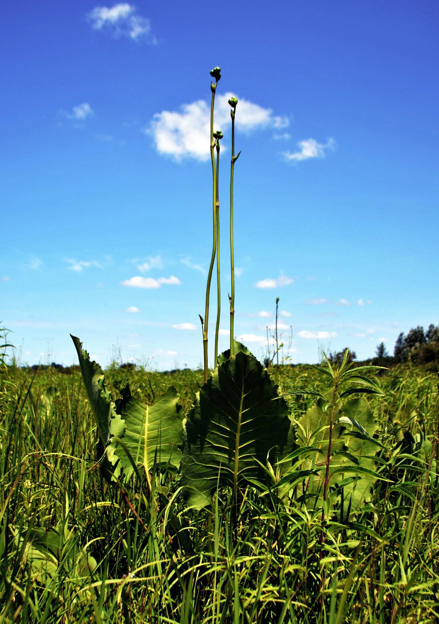 Silphium terebinthinaceum image