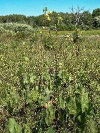 Image of Silphium terebinthinaceum