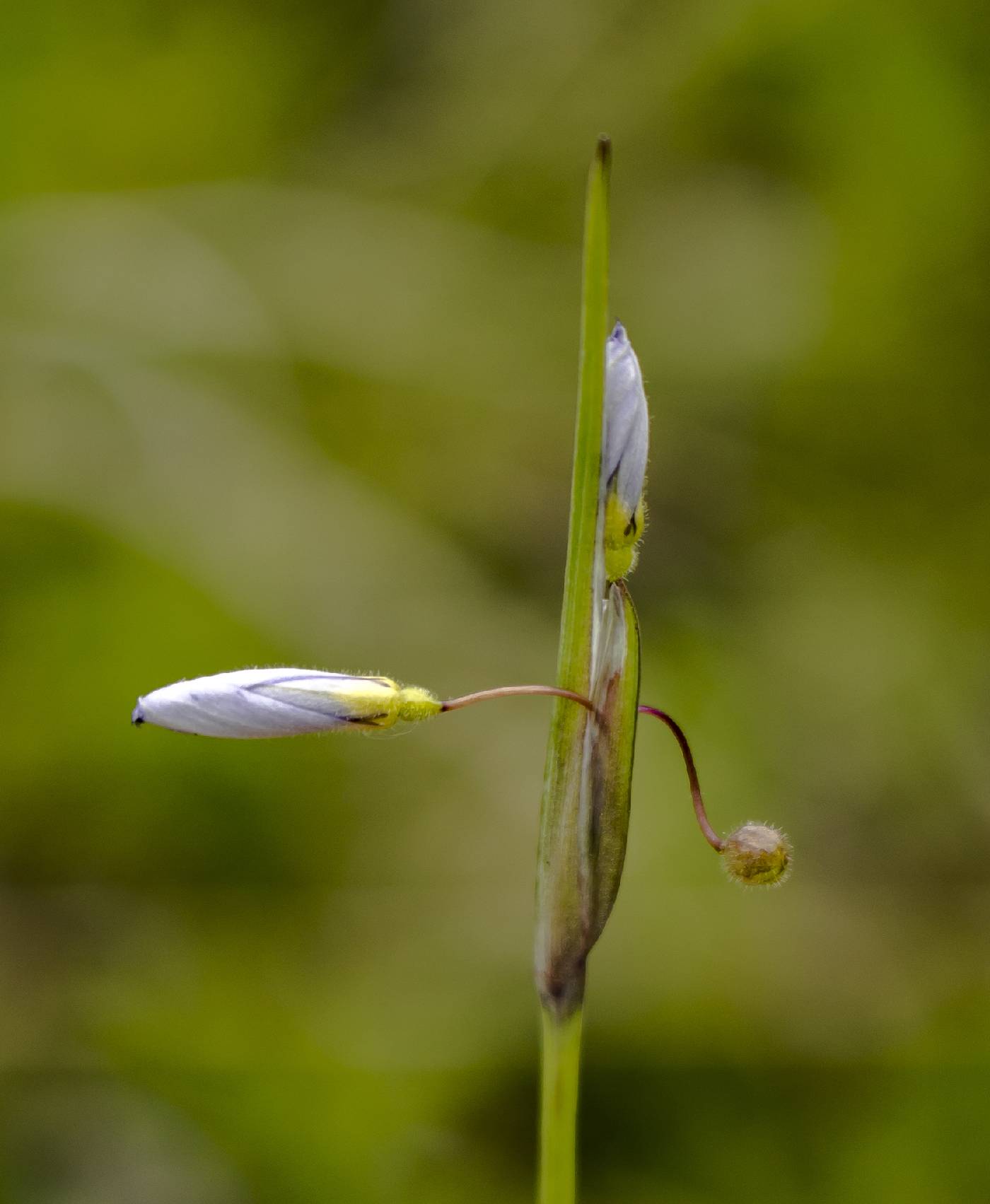 Sisyrinchium campestre image