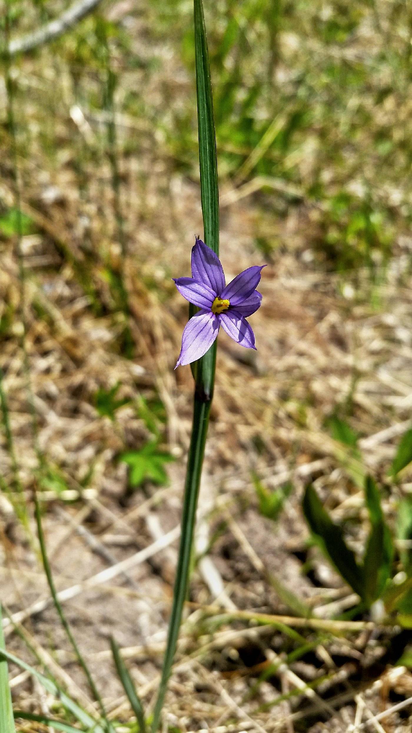 Sisyrinchium montanum image