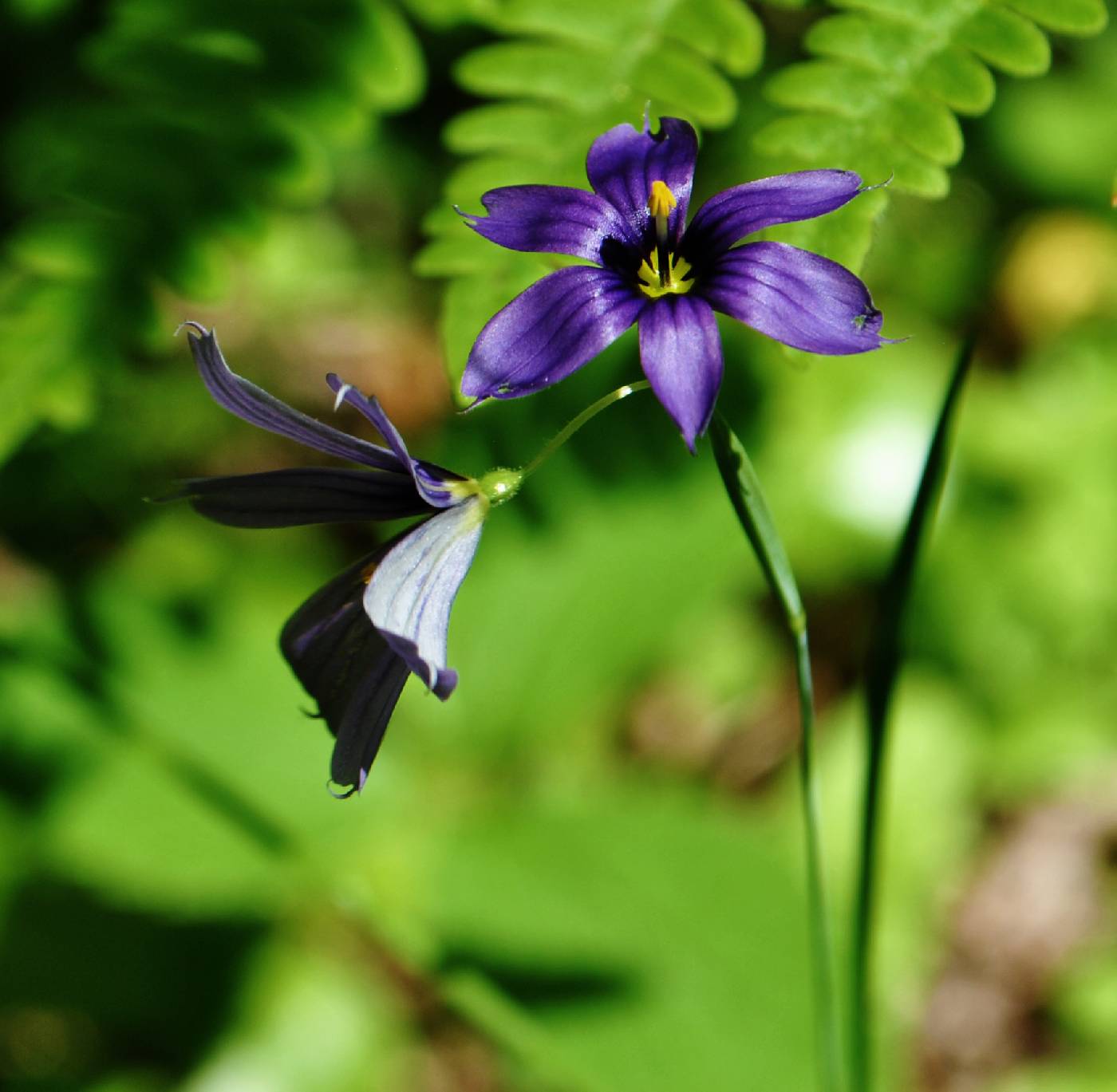 Sisyrinchium montanum image