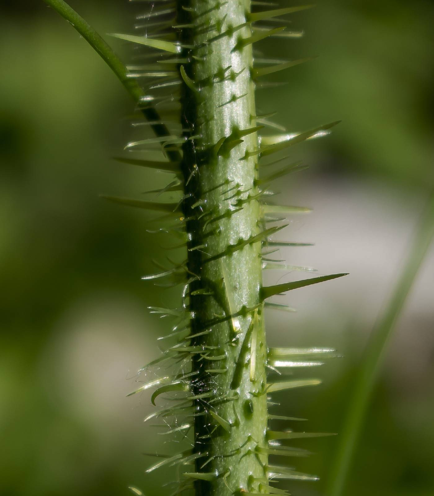 Smilax tamnoides image