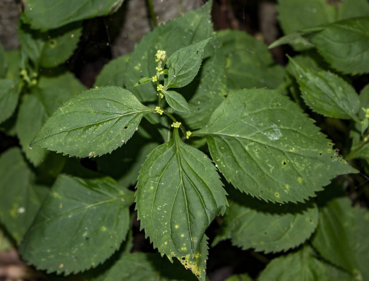 Solidago flexicaulis image