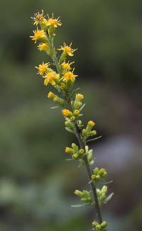 Image of Solidago hispida