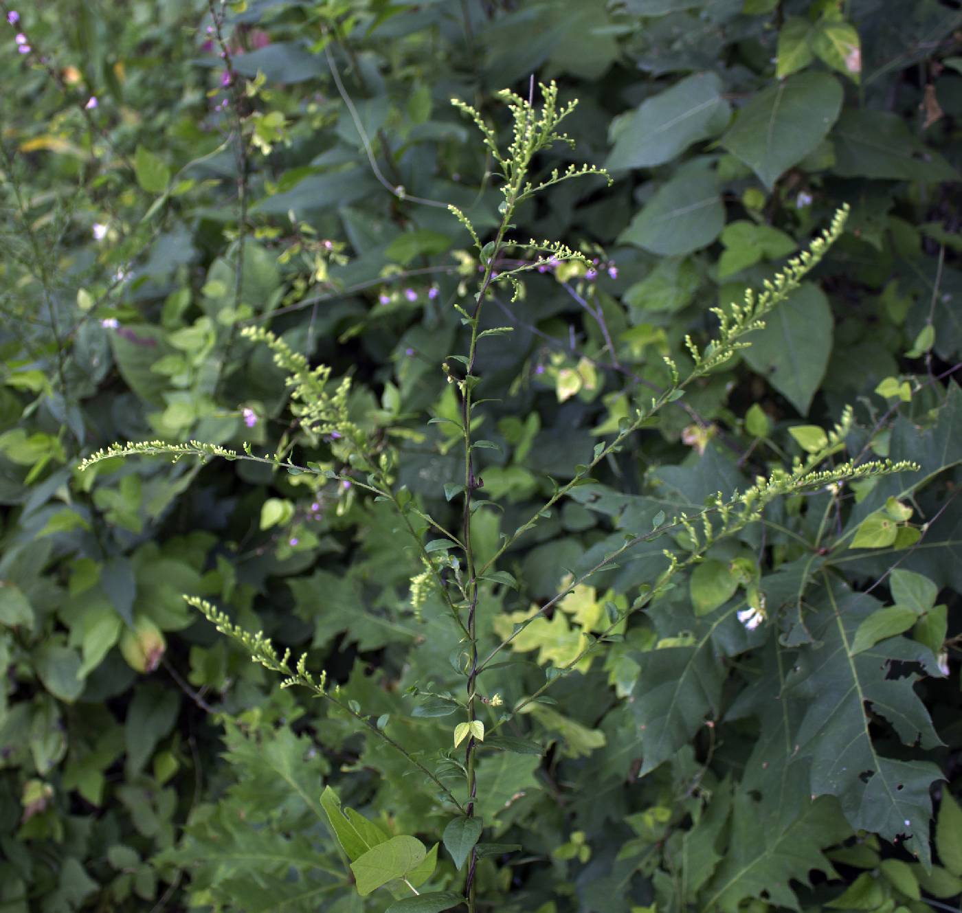 Solidago ulmifolia image