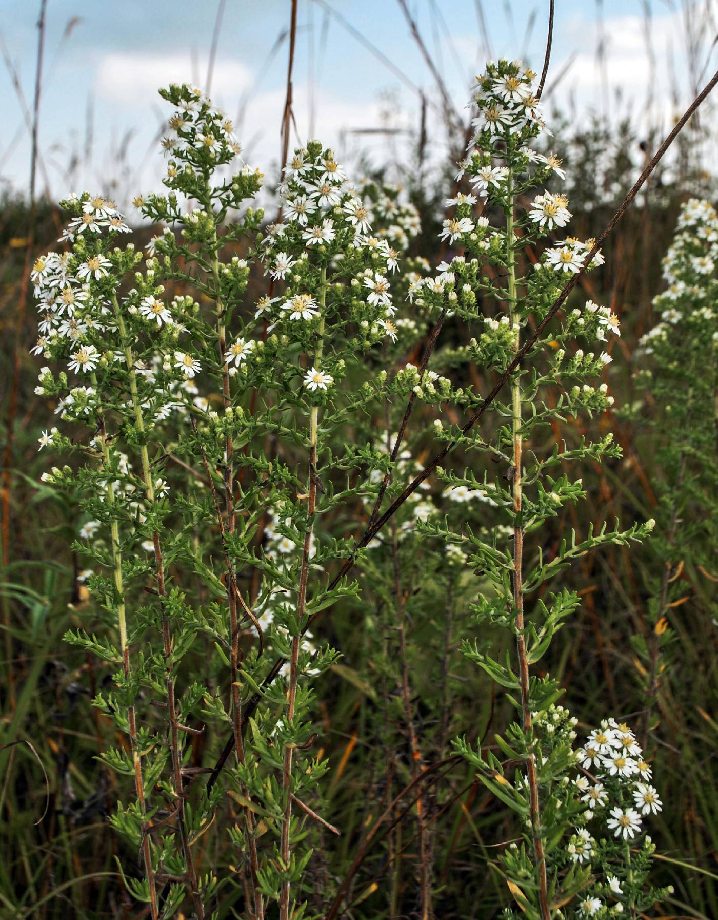 Symphyotrichum ericoides image