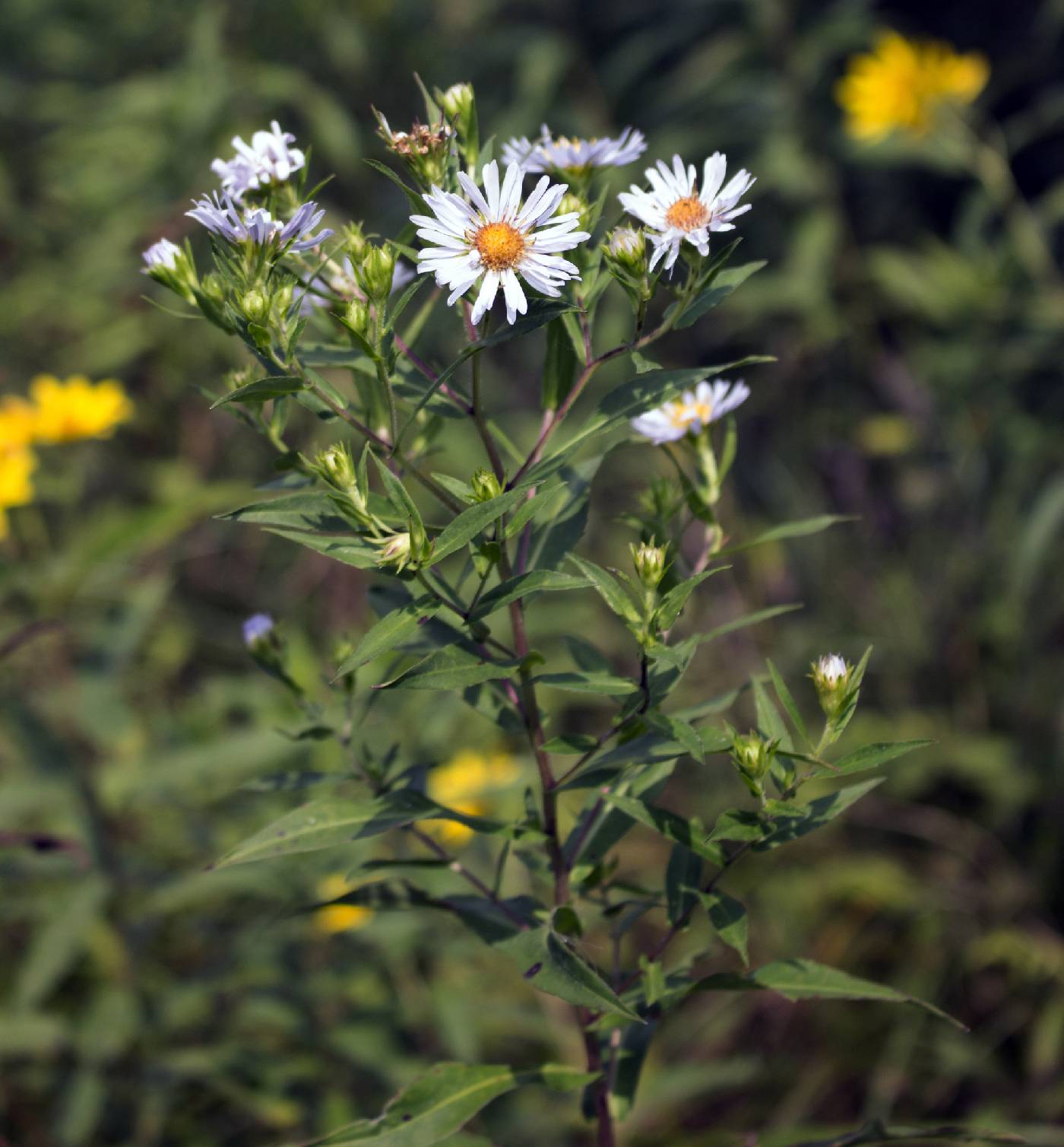 Symphyotrichum firmum image
