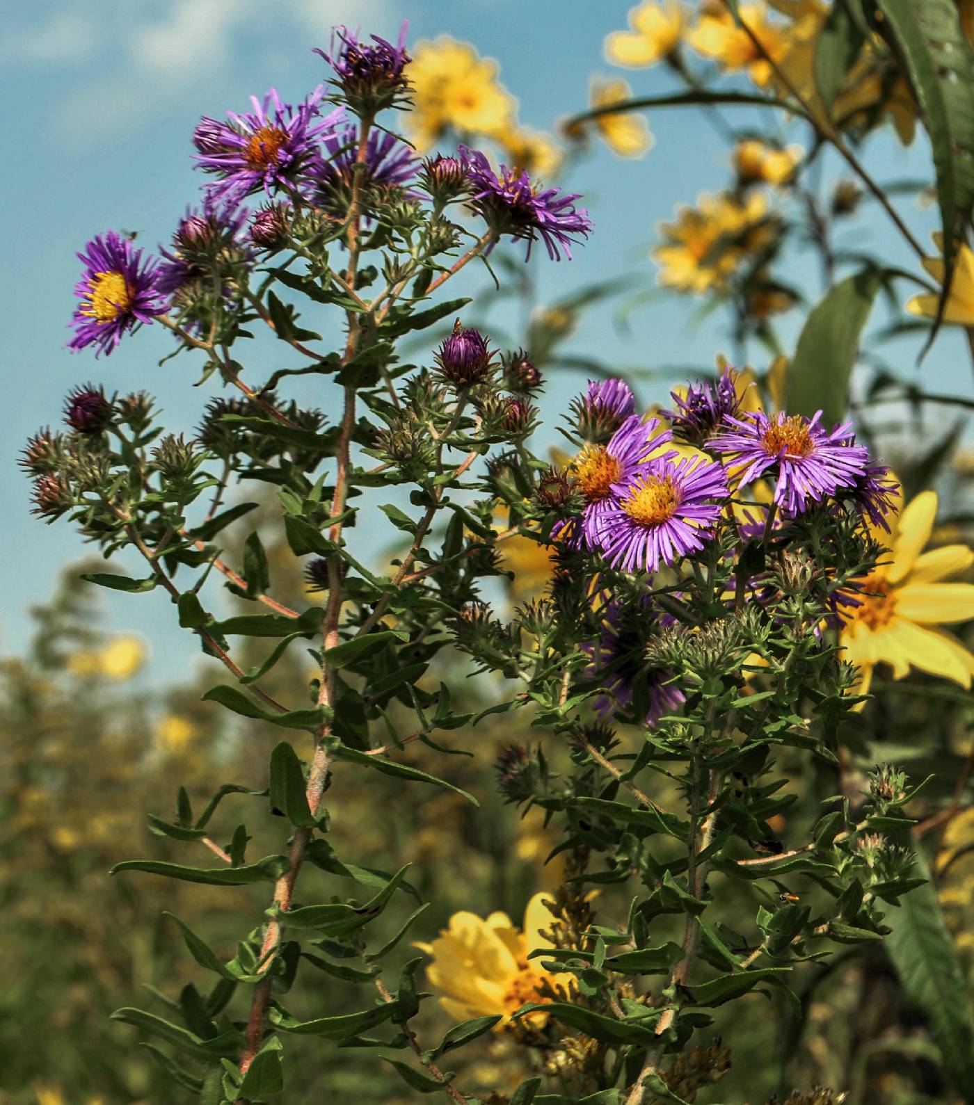 Symphyotrichum novae-angliae image