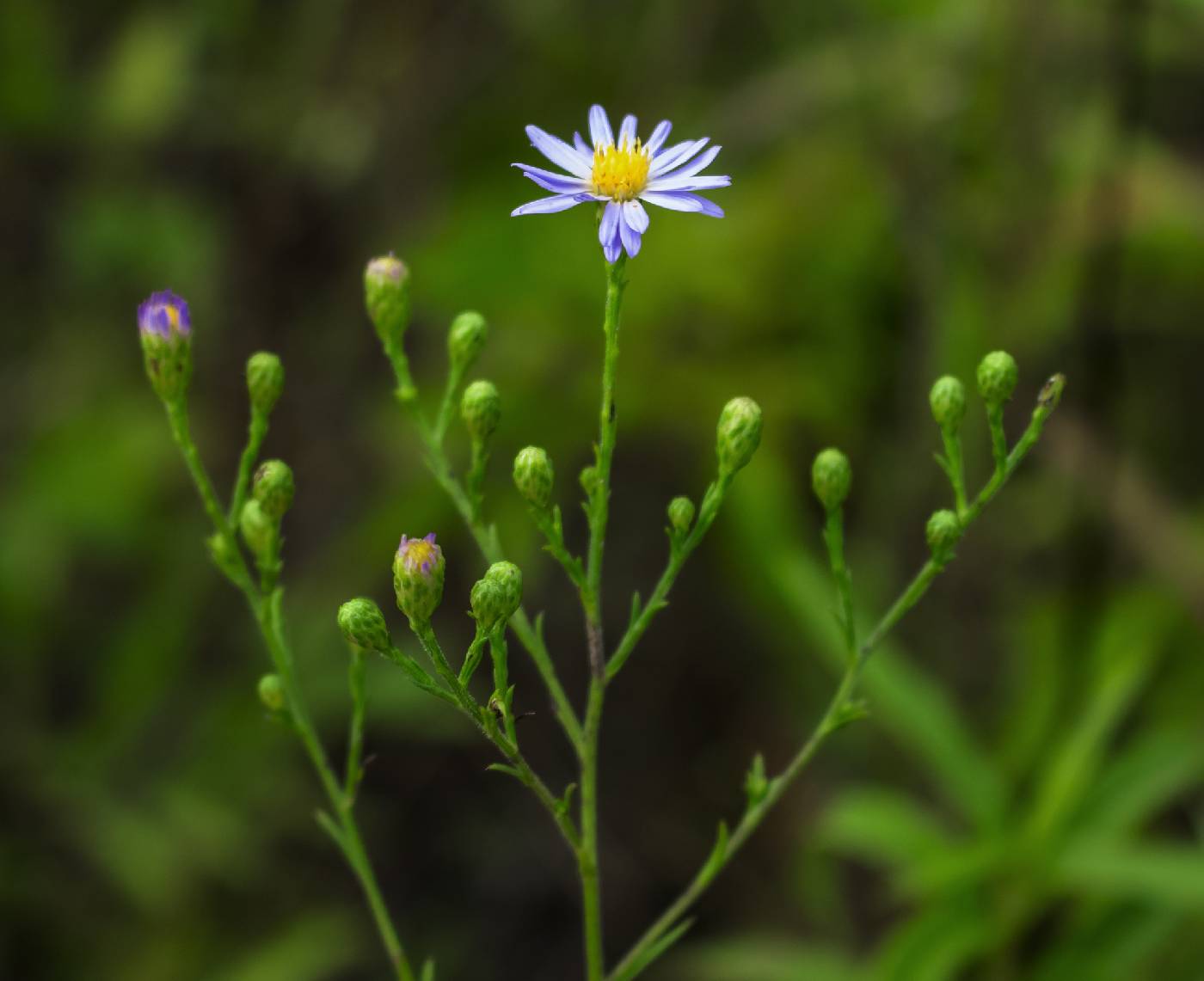 Symphyotrichum oolentangiense image