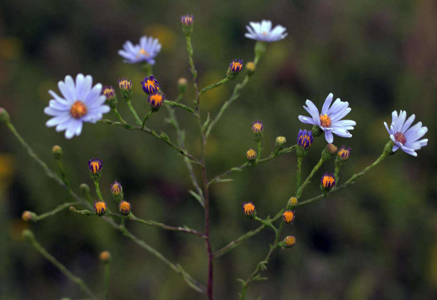 Symphyotrichum oolentangiense image