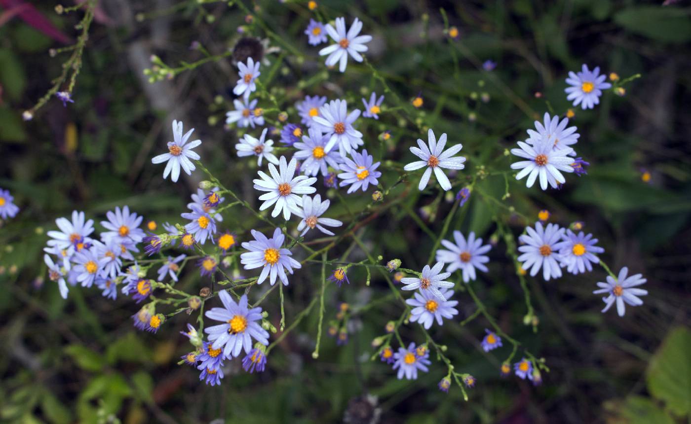 Symphyotrichum oolentangiense image