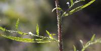 Symphyotrichum pilosum image