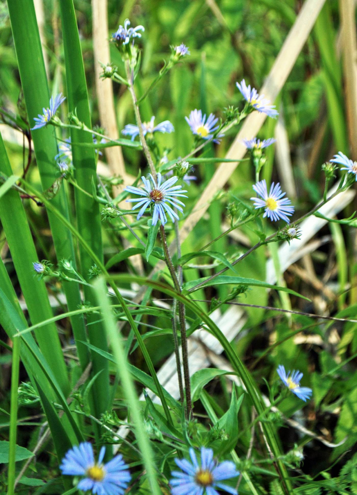 Symphyotrichum puniceum image