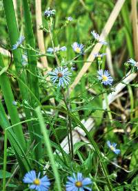 Image of Symphyotrichum puniceum