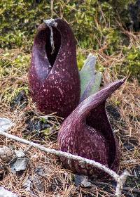 Image of Symplocarpus