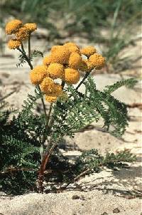 Image of Tanacetum bipinnatum