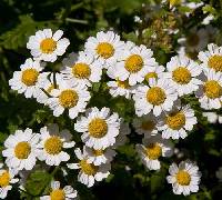 Tanacetum parthenium image