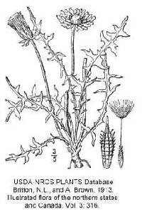 Taraxacum erythrospermum image