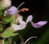 Teucrium canadense image