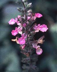 Teucrium canadense var. occidentale image