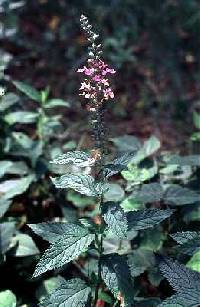 Image of Teucrium canadense var. occidentale