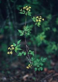Thaspium chapmanii image