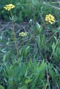 Thaspium trifoliatum var. flavum image